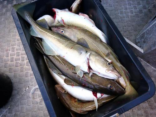 cod 05
